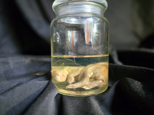 Rabbit Wet Specimen