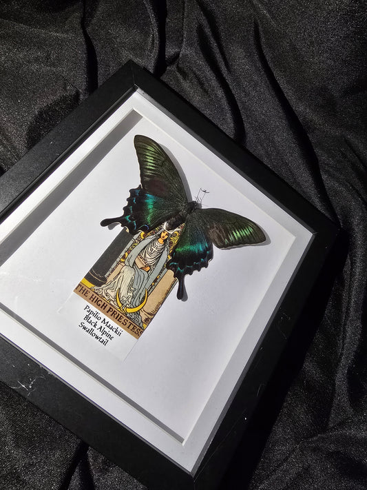 Green Alpine Swallowtail Tarot Frame