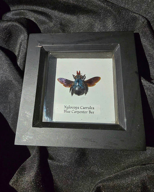 Blue Carpenter Bee