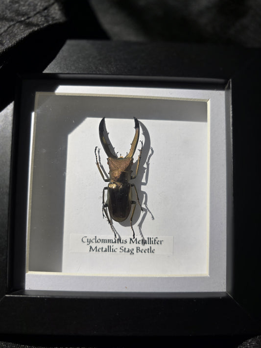 Metallic Stag Beetle