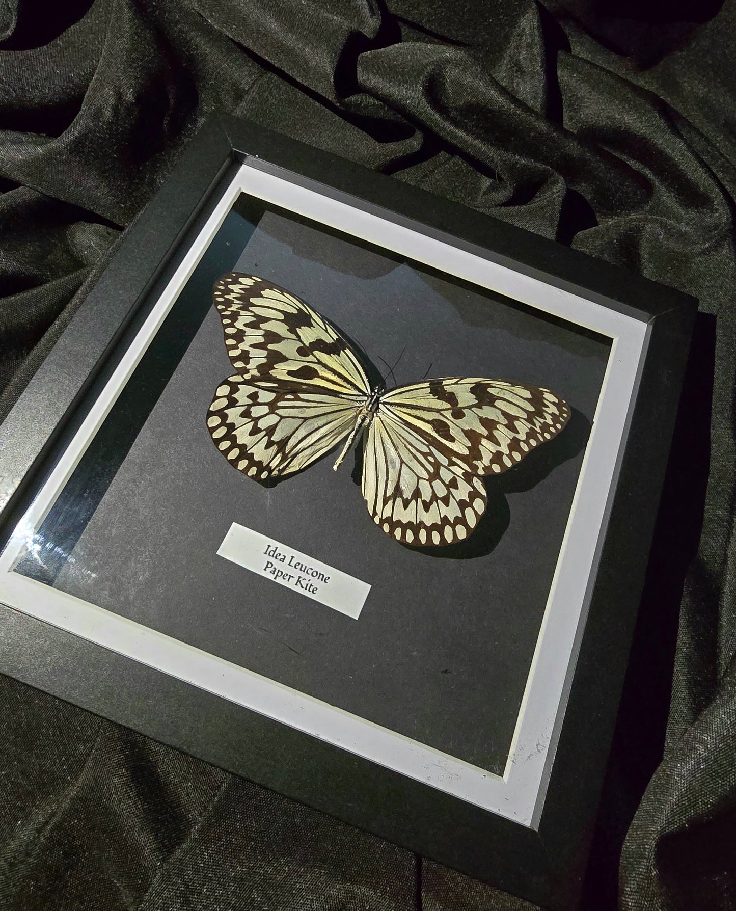 Paper Kite Butterfly