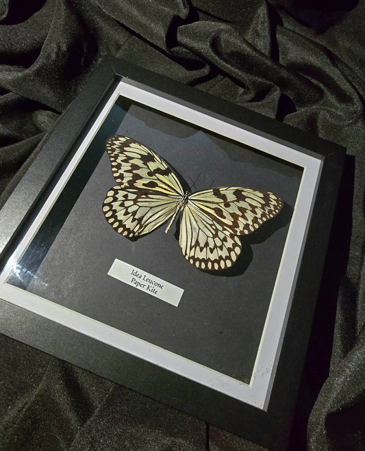 Paper Kite Butterfly