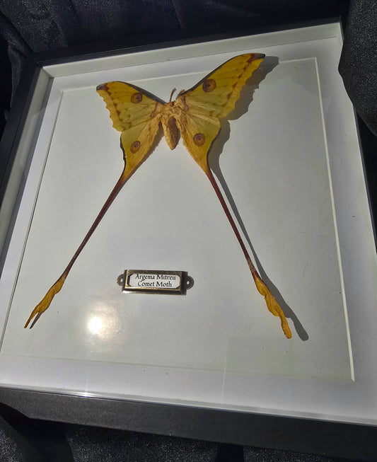 Comet Moth (Madagascan Moon Moth)