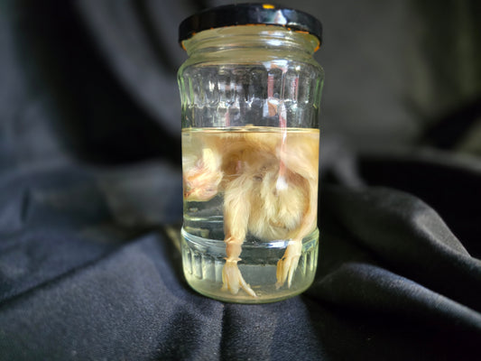 Wet Specimen Chicks