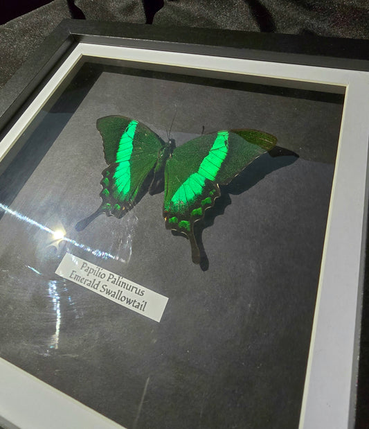 Emerald Swallowtail