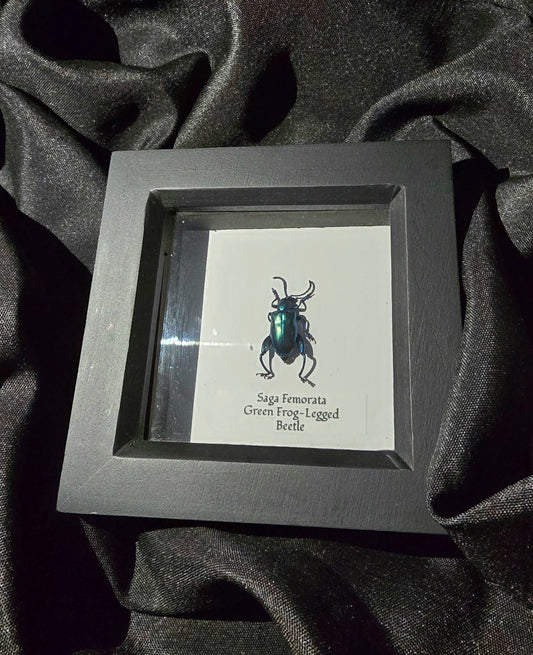 Green Frog-legged Beetle