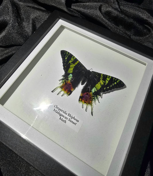 Madagascan Sunset Moth