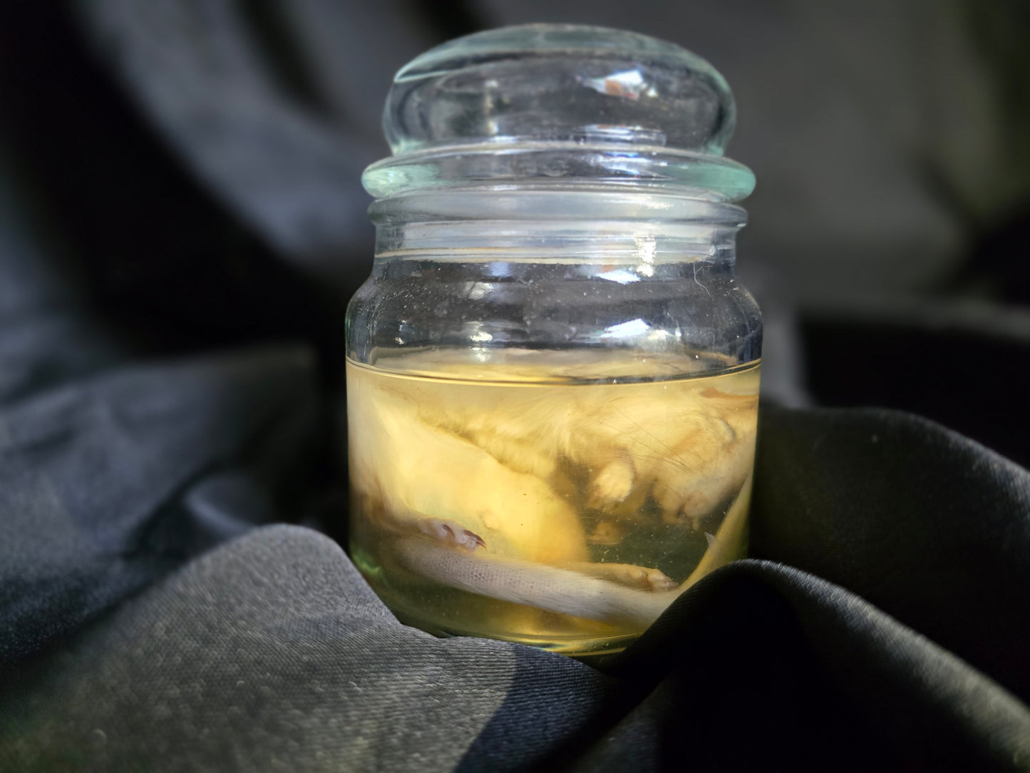 Gerbil Wet Specimen