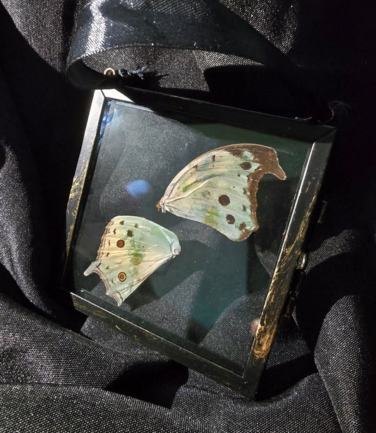 Square Glass Wing Frames